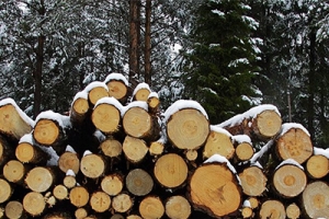 Drewno sosnowe – właściwości